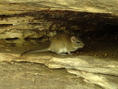 Sao Lourenco Punare photo 3