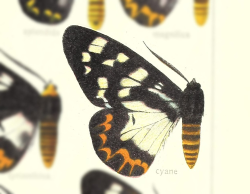 Dysphania cyane