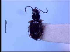 Bembidion frontale