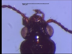 Bembidion frontale