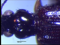 Bembidion frontale