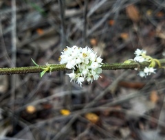 Cuscuta attenuata