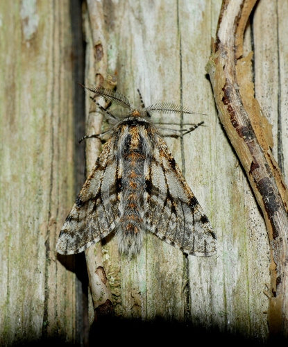 Lycia pomonaria