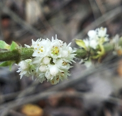 Cuscuta attenuata