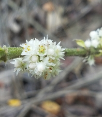Cuscuta attenuata