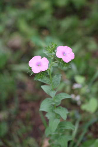 Image of Linum pubescens by (c) yelena_antipova, some rights reserved (CC BY)