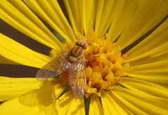 Phthiriinae