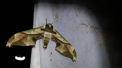 Adhemarius dariensis