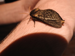 Oxycanus antipoda