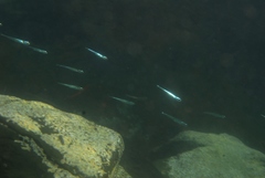 Atheriniformes