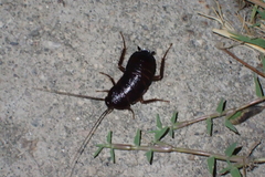 Blatta orientalis