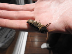 Oxycanus antipoda