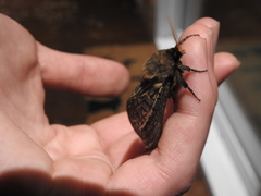 Oxycanus antipoda
