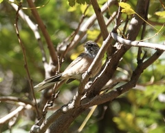 Emberiza godlewskii