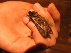 Oxycanus antipoda