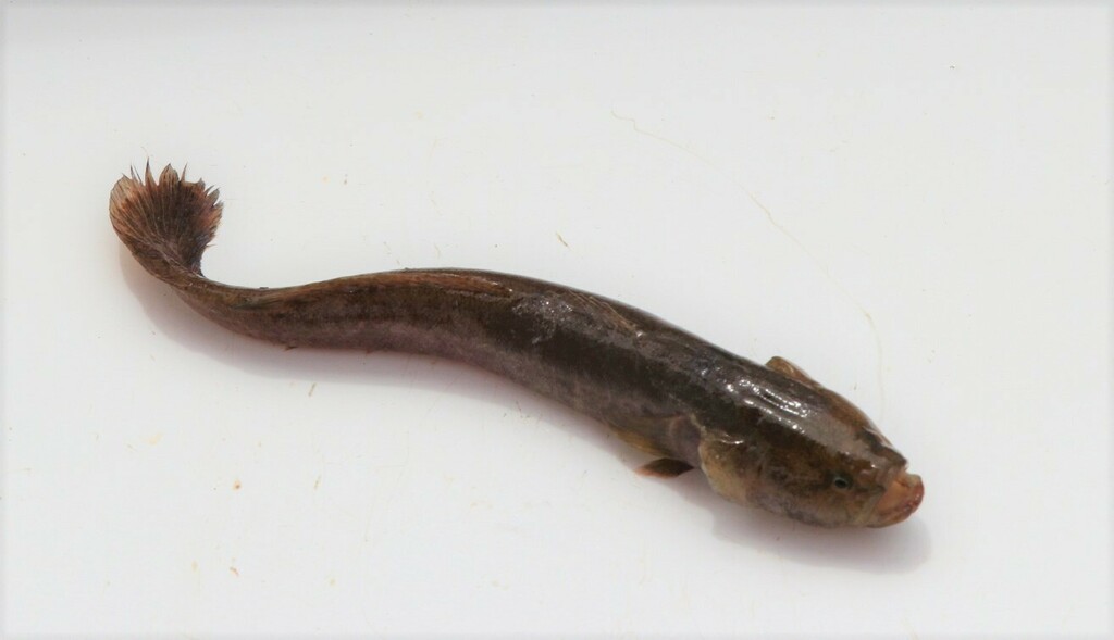 Flathead Sleeper