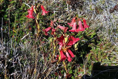 Rhododendron beyerinckianum