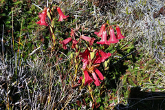 Rhododendron beyerinckianum
