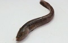 Flathead Sleeper photo 3