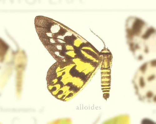 Dysphania alloides