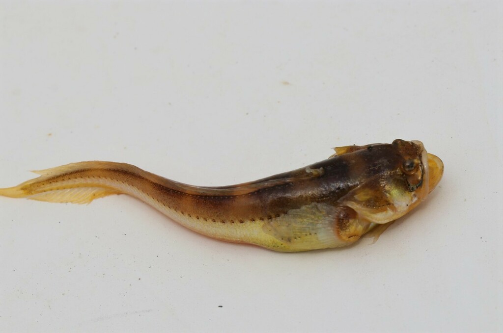 Greenes scheepslantaarnvis (Porichthys greenei) — Batrachoididae