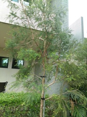 Melaleuca alternifolia