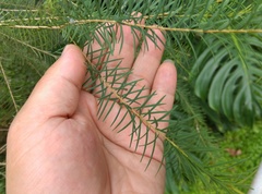 Melaleuca alternifolia