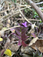 Tradescantia zebrina image