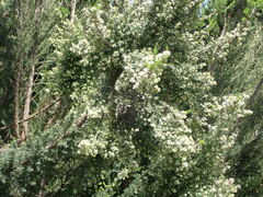 Erica canariensis image