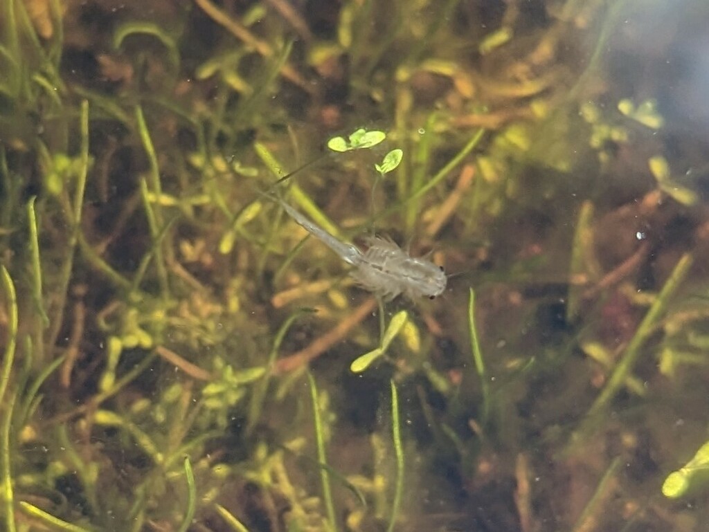 San Diego Fairy Shrimp in March 2023 by Vince Scheidt · iNaturalist