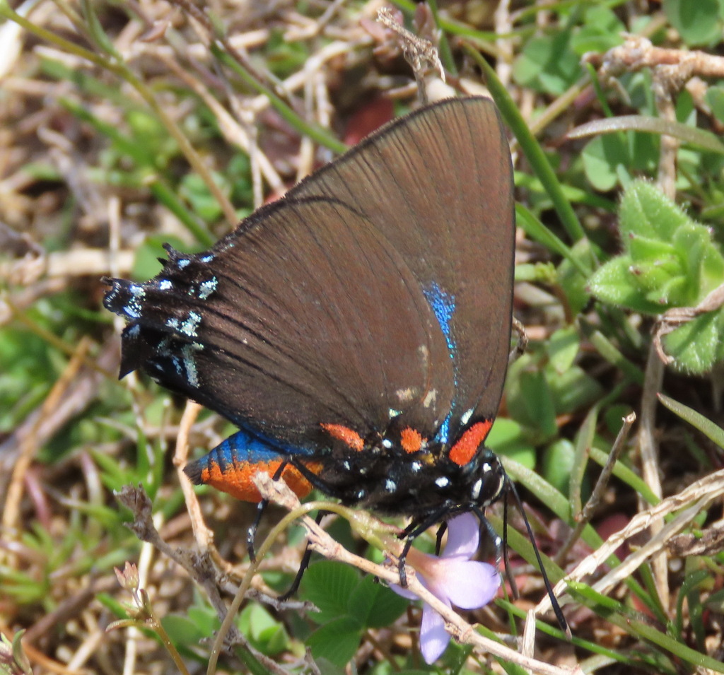 Great Purple Hairstreak
