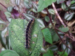 Lemyra rhodophilodes