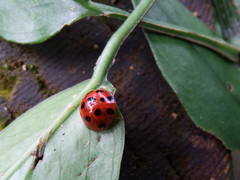 Harmonia dimidiata