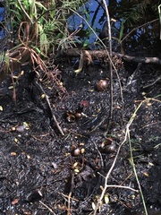 Zachrysia provisoria