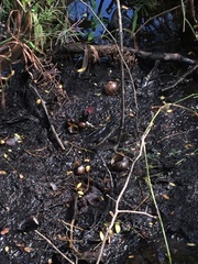 Zachrysia provisoria