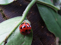 Harmonia dimidiata