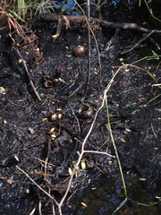 Zachrysia provisoria