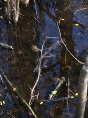 Zachrysia provisoria