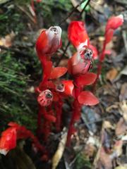 Monotropa coccinea