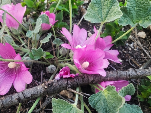Alcea acaulis (Alcea acaulis)