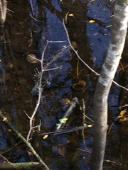 Zachrysia provisoria