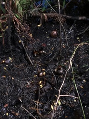 Zachrysia provisoria