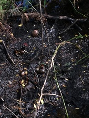 Zachrysia provisoria