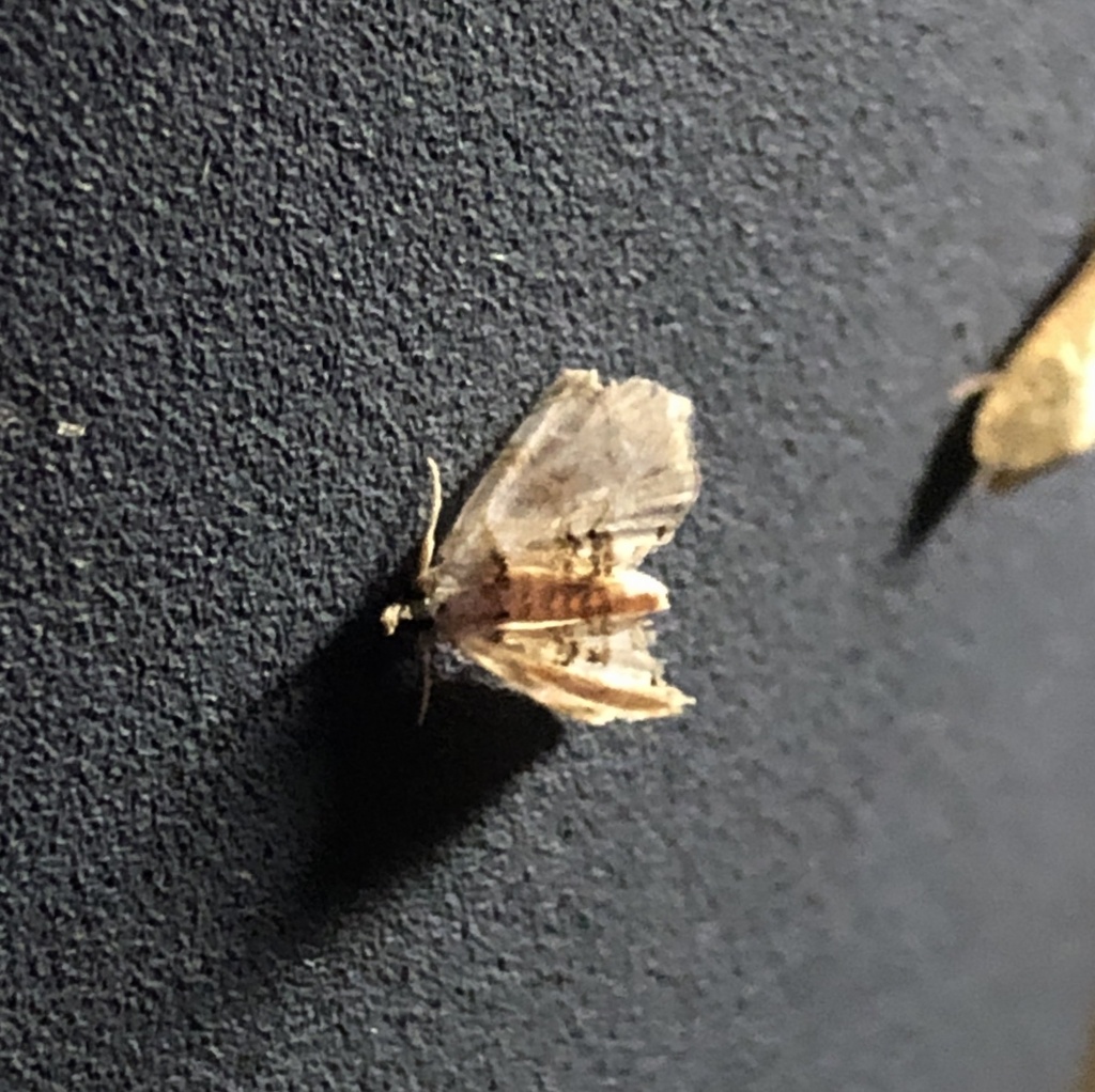 Trichophysetis preciosalis