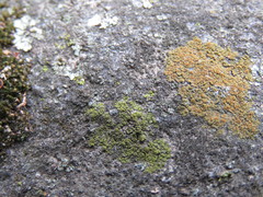 Candelariella dispersa