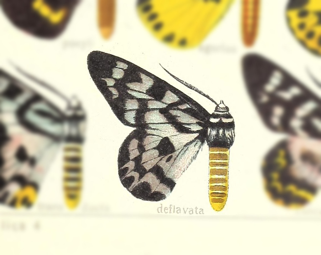 Dysphania deflavata