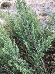 Brickellia laciniata