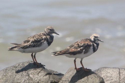 Ruddy Turnstone (Arenaria interpres)