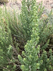 Brickellia laciniata