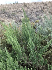 Brickellia laciniata